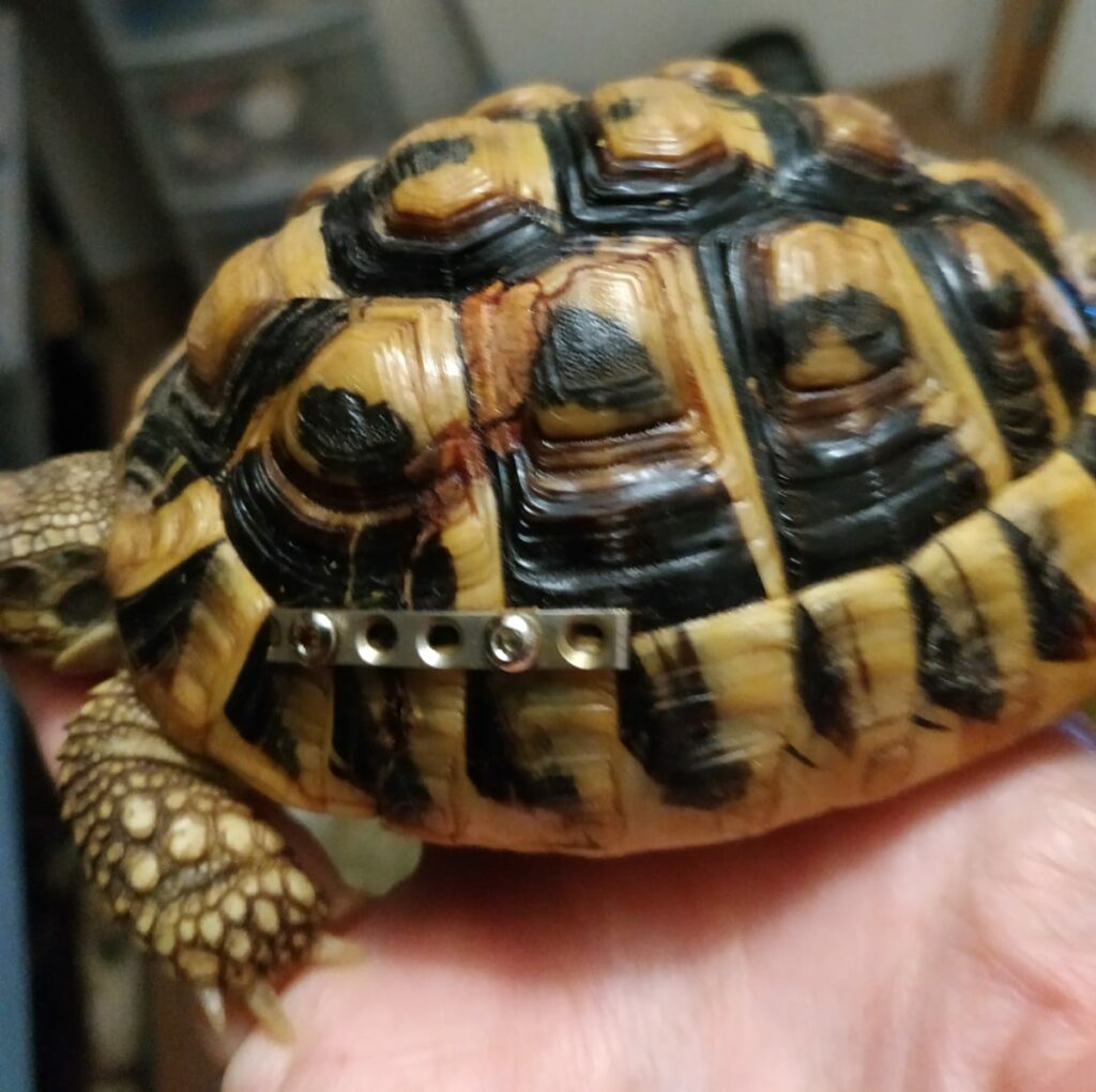 Testudo hermanni avec plaque pour réparation fracture carapace
