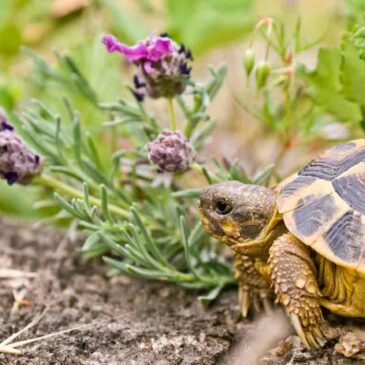 Hébergement de tortues terrestres en extérieur